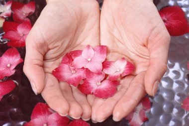 HORTENSIA çiçekler ile el 