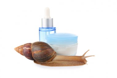 Giant Achatina snail and cosmetic products  clipart