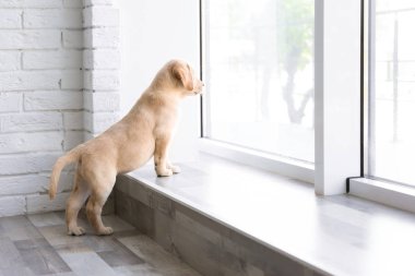 şirin labrador yavrusu 