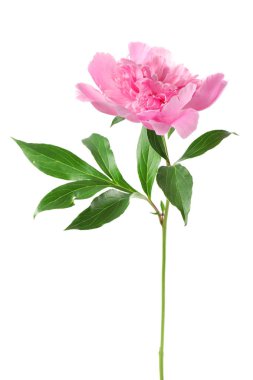 Güzel pembe şakayık çiçeği 