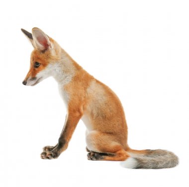 şirin tilki yavrusu  