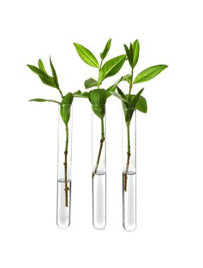 Cam tüplerde bitki 