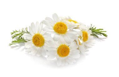 güzel papatya çiçeği 