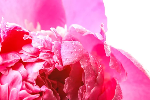 Beautiful pink peony flower — Stock Photo, Image