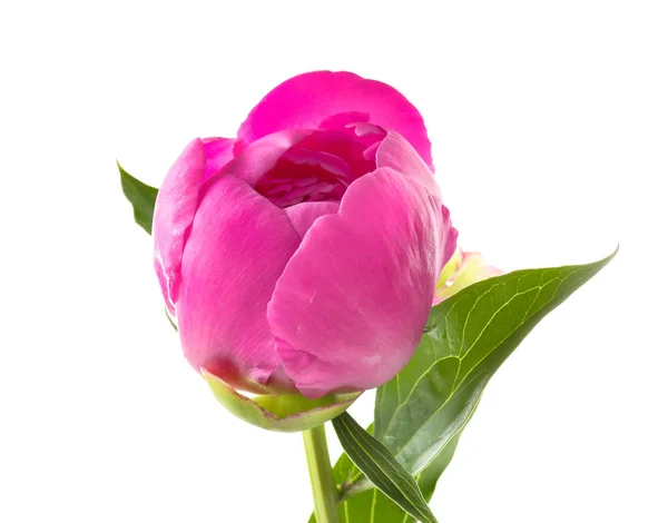 Güzel pembe şakayık çiçeği — Stok fotoğraf