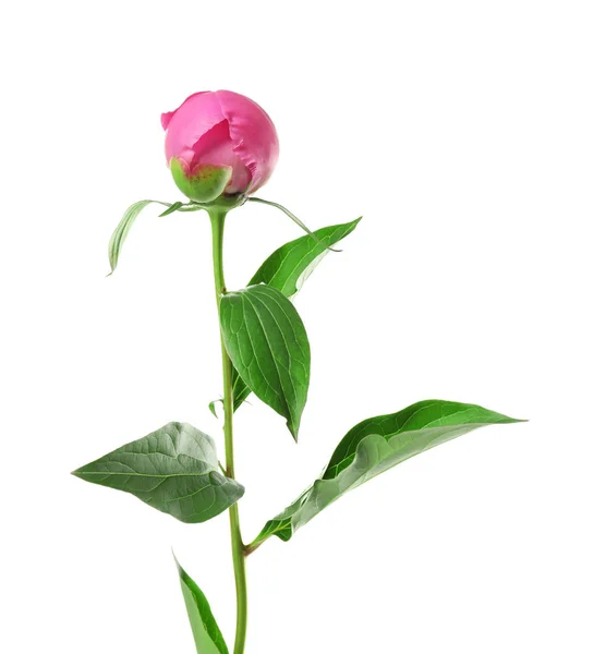 Bud of beautiful peony flower — Stock Photo, Image
