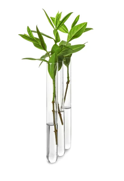 Plant in glass tubes — Stock Photo, Image