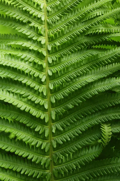 Beautiful leaves of fern — Stock Photo, Image