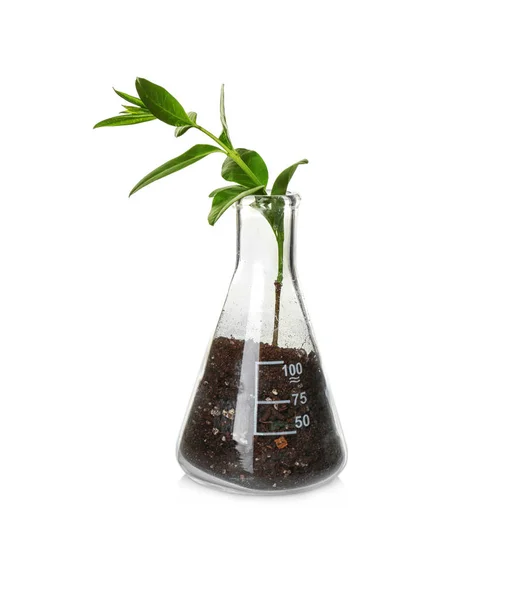 Plant in flask on white — Stock Photo, Image