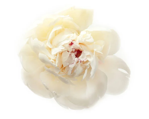 Beautiful white peony flower — Stock Photo, Image