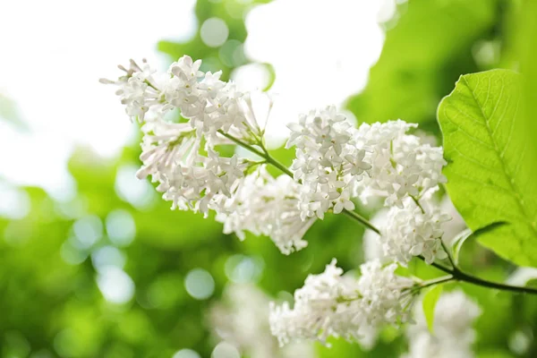 Beautiful lilac branch — Stock Photo, Image