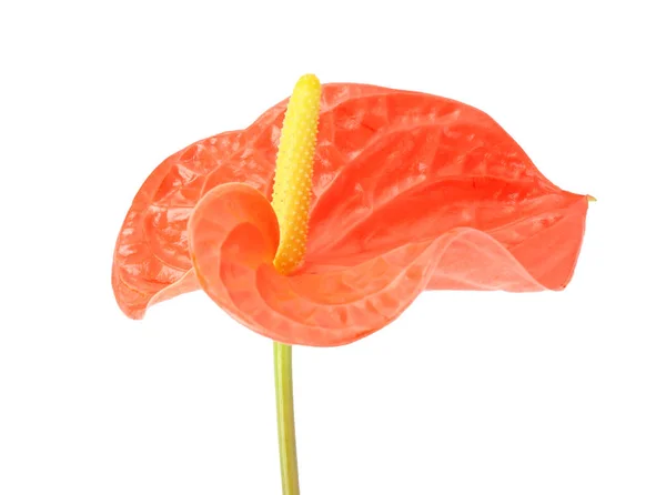 Güzel anthurium tropikal çiçek — Stok fotoğraf