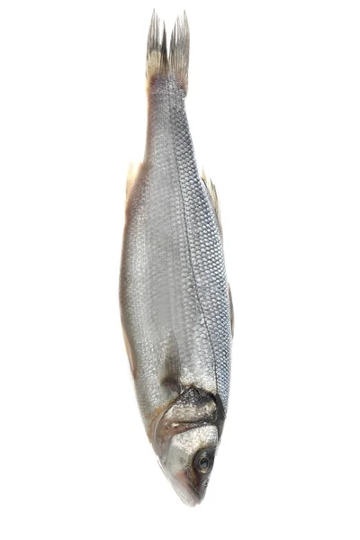 Fresh raw fish — Stock Photo, Image