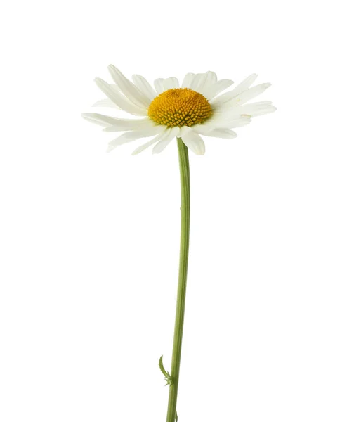 Vackra kamomill blomma — Stockfoto