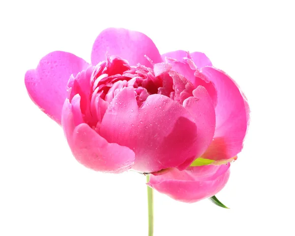 Vacker rosa pion blomma — Stockfoto