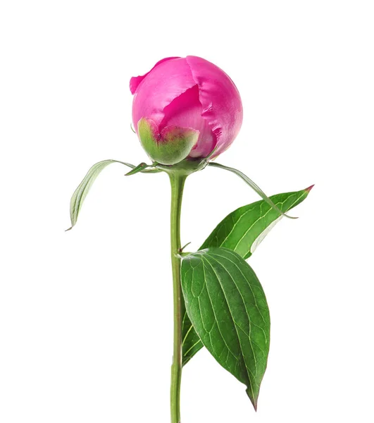 Bud van mooie peony bloem — Stockfoto