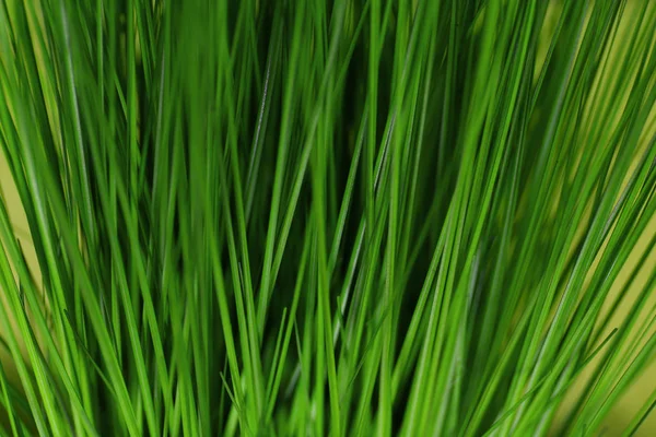 Fresh Green grass — Stock Photo, Image