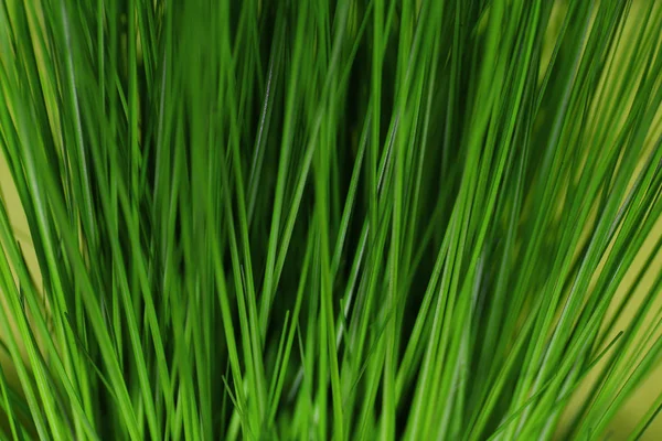 Vers groen gras — Stockfoto