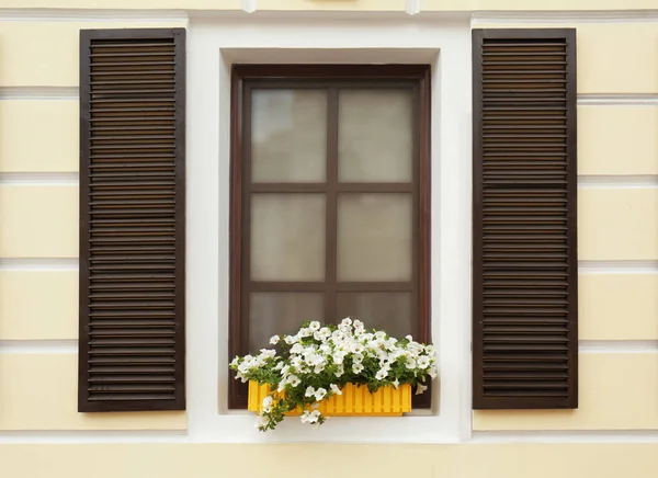 Moderne Holzfenster mit Blumen dekoriert — Stockfoto