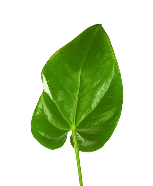 Hoja tropical verde — Foto de Stock