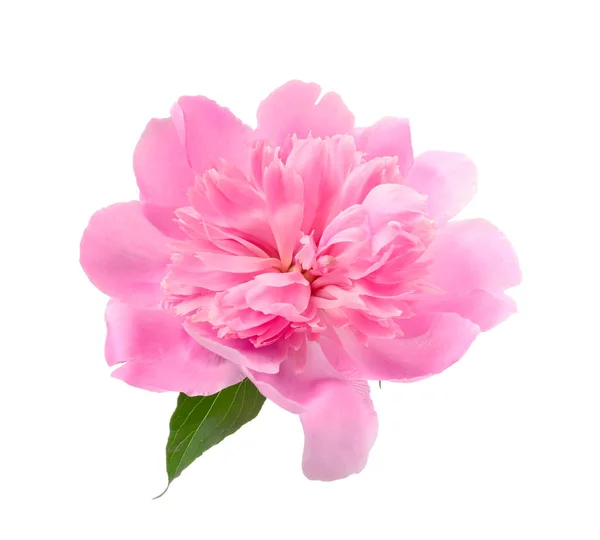 Bellissimo fiore di peonia rosa — Foto Stock