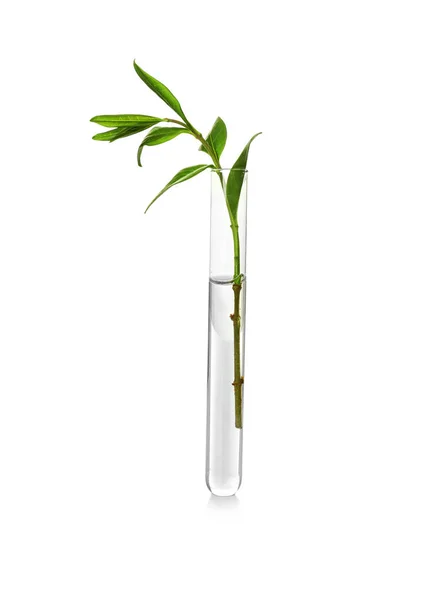 Plant in glazen buis — Stockfoto