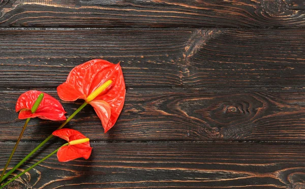 Hermosas flores tropicales — Foto de Stock