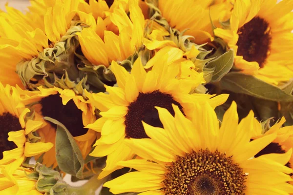 Beautiful bouquet of sunflowers — Stock Photo, Image