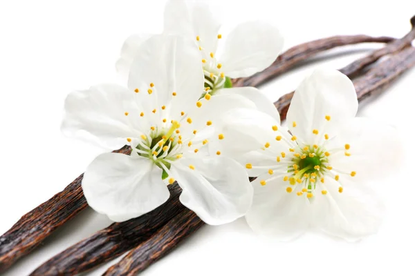 Dried vanilla sticks — Stock Photo, Image