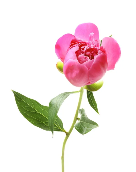 美しいピンクの牡丹の花 — ストック写真