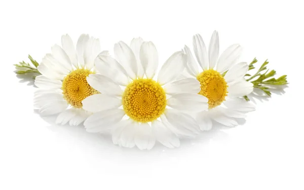 아름 다운 카모마일 꽃 — 스톡 사진