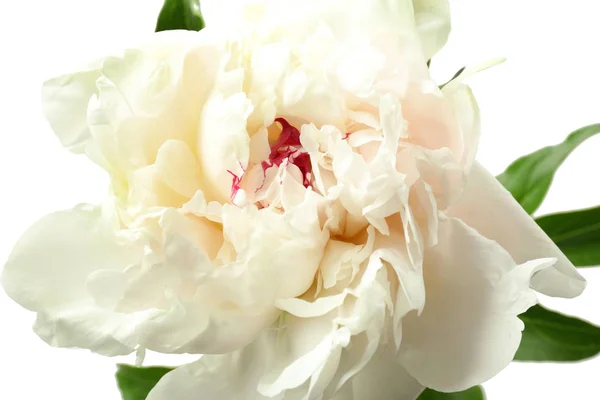 Bellissimo fiore di peonia bianca — Foto Stock