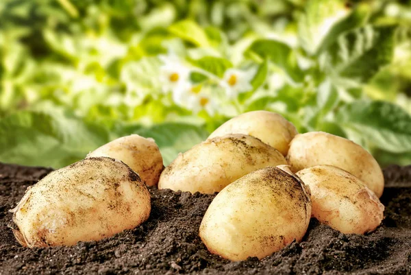 Świeżych ziemniaków na ziemi — Zdjęcie stockowe