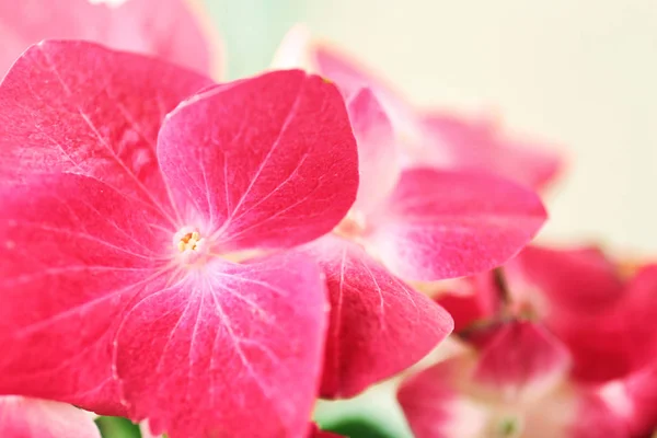 Beautiful pink flowers — Stock Photo, Image