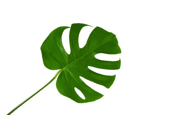 Yeşil tropikal yaprak — Stok fotoğraf