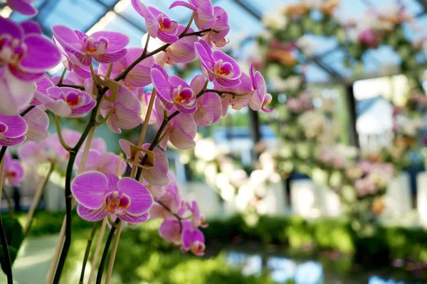 Szép virágzó orchidea — Stock Fotó