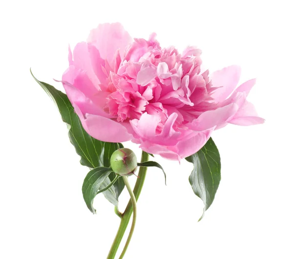 Vacker rosa pion blomma — Stockfoto