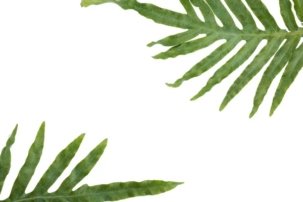 Složení s zelené tropické listy — Stock fotografie