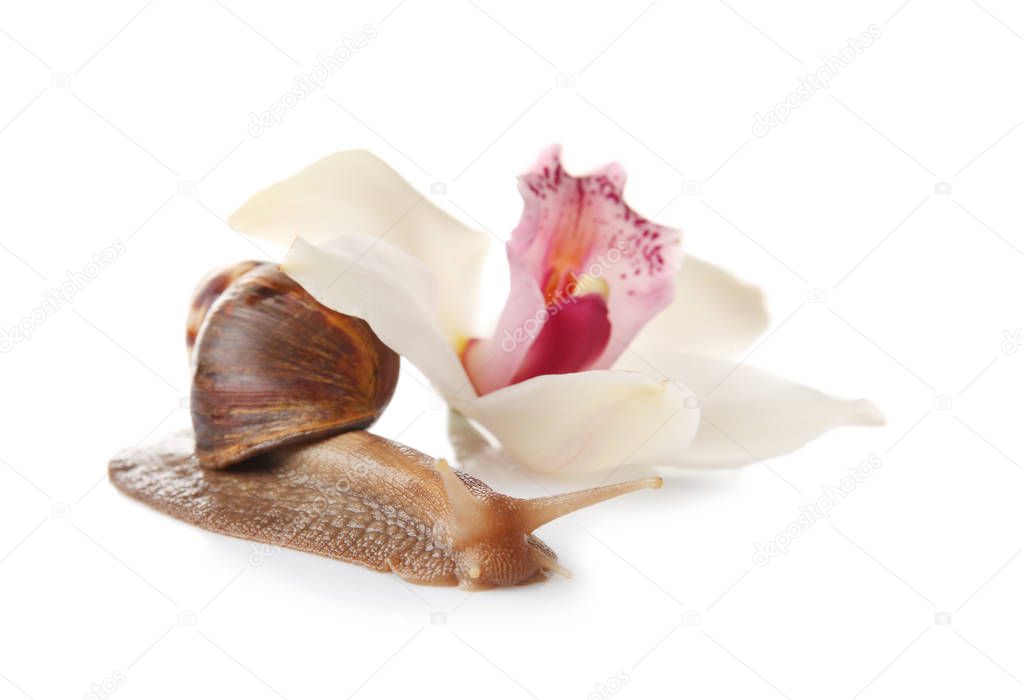 Giant Achatina snail and flower 