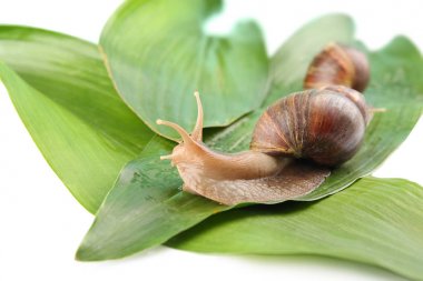 Dev Achatina salyangoz 