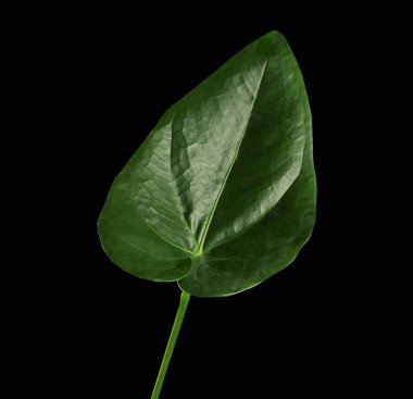 yeşil tropikal yaprak 