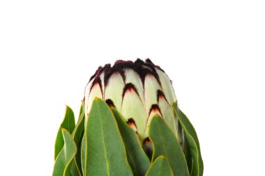 Güzel protea tropikal çiçek