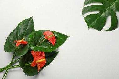 Güzel tropikal çiçekli kompozisyon  