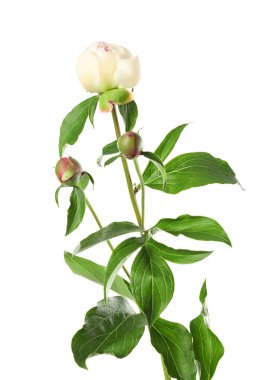 Güzel Şakayık çiçek tomurcukları