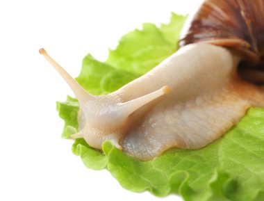 Dev Achatina salyangoz 