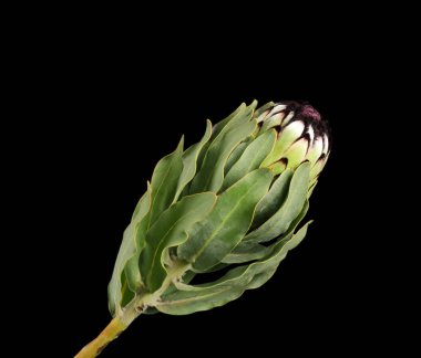 Güzel protea tropikal çiçek