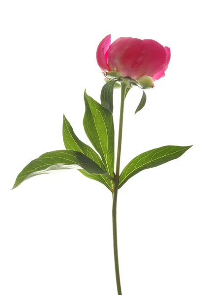Linda flor de peônia rosa — Fotografia de Stock