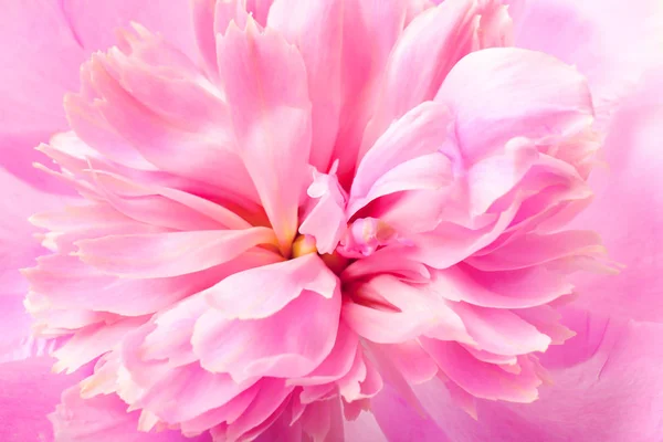 Vacker rosa pion blomma — Stockfoto