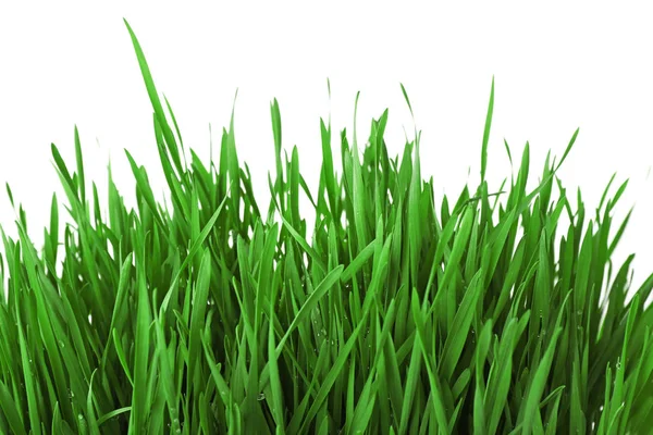 Vers groen gras — Stockfoto