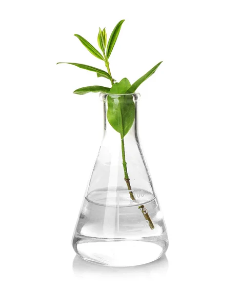 Plant in flask on white — Stock Photo, Image